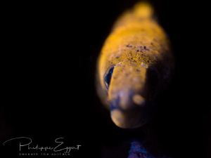 Moray in Fluoreszence by Philippe Eggert 